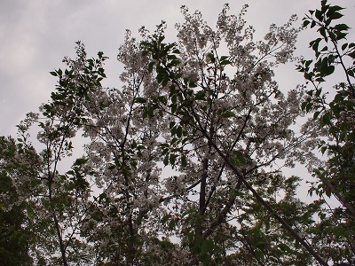 sP4085811.jpg
