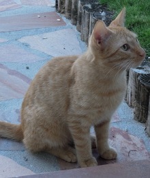 002_scarib_cat.jpg