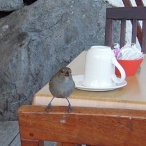 013_scarib_bird1.jpg