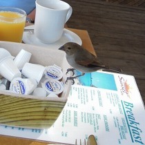 014_scarib_bird2.jpg