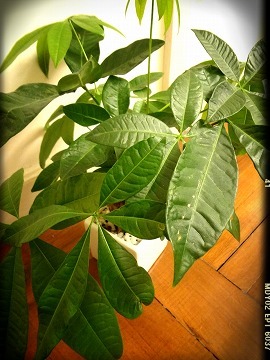 s201212_mu.jpg