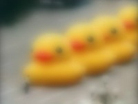 s201306_yDuck.jpg