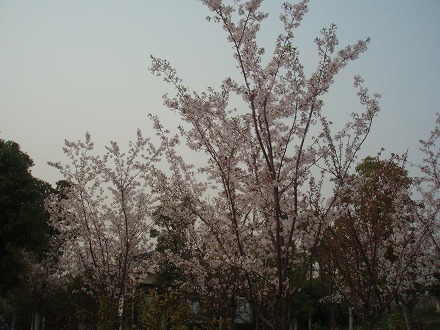 sP4101227.jpg