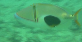smaeda_fish1.jpg